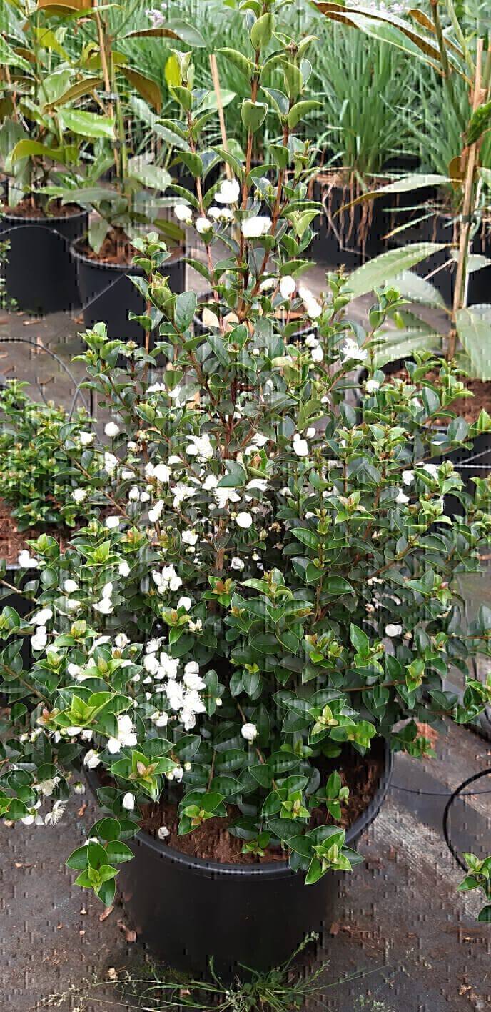 Luma apiculata (2)